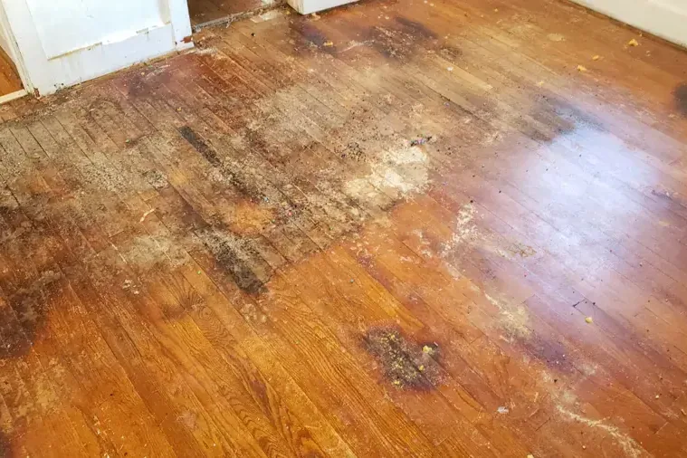 Dark water staining across hardwood floorboards after an indoor leak