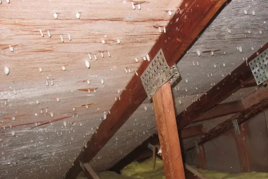 Water droplets beneath roof sheathing above attic rafters and insulation